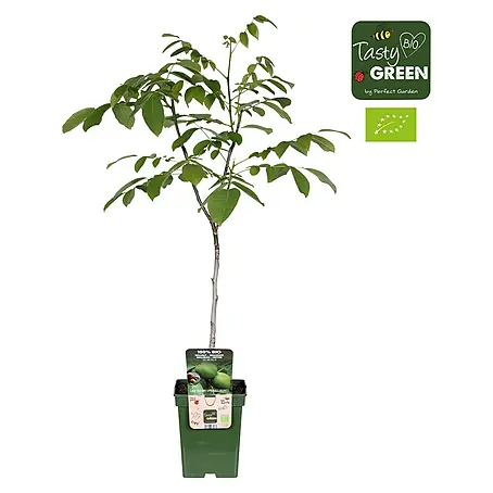 Tasty Green  Walnussbaum Bio
