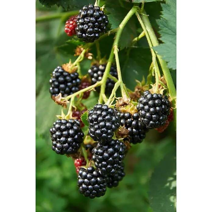 Piardino Brombeere - Rubus fruticosus 'Loch Ness', Topfgröße: 19 cm, Erntezeit: Juli - September - Stimmungsaufnahme
