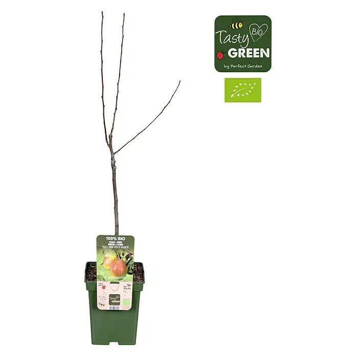 Tasty Green Birnenbaum Bio - Pyrus communis 'Bonne Louise', Topfgröße: 23 cm - Vorderansicht