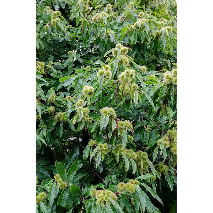 Tasty Green Esskastanienbaum Bio - Castanea sativa, Cremeweiß, 23 cm - Stimmungsaufnahme