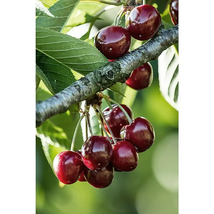 Tasty Green Sauerkirschbaum Bio - Prunus cerasus 'Morellenfeuer', Topfgröße: 23 cm, Erntezeit: August - September - Stimmungsaufnahme