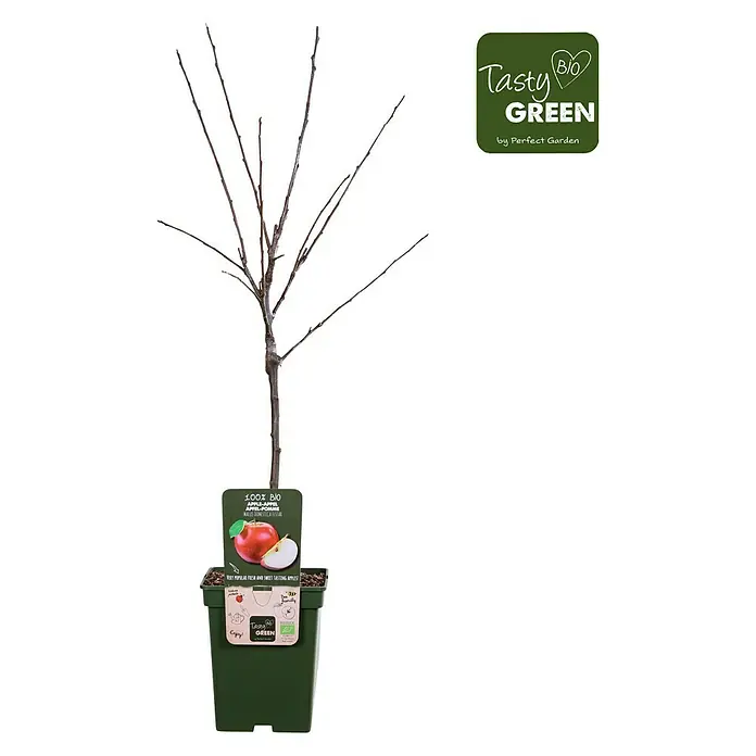 Tasty Green Apfelbaum Bio - Malus domestica 'Elstar', Topfgröße: 23 cm, Erntezeit: September - November - Vorderansicht