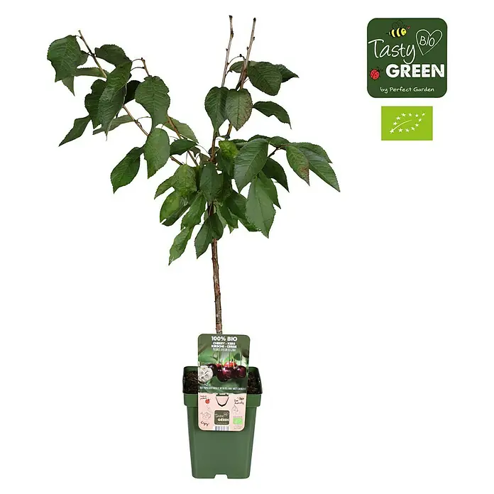 Tasty Green Süßkirschbaum Bio - Prunus avium 'Regina', Topfgröße: 23 cm, Erntezeit: August - September - Vorderansicht