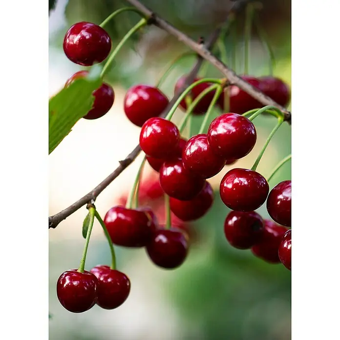 Tasty Green Süßkirschbaum Bio - Prunus avium 'Regina', Topfgröße: 23 cm, Erntezeit: August - September - Stimmungsaufnahme