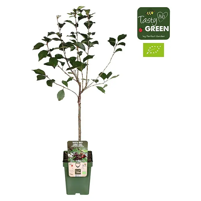 Tasty Green Sauerkirschbaum Bio - Prunus cerasus 'Morellenfeuer', Topfgröße: 23 cm, Erntezeit: August - September - Vorderansicht