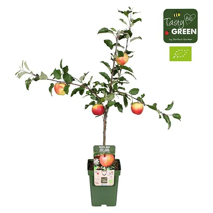 Tasty Green Apfelbaum Bio - Malus domestica 'Gala', Topfgröße: 23 cm - Vorderansicht