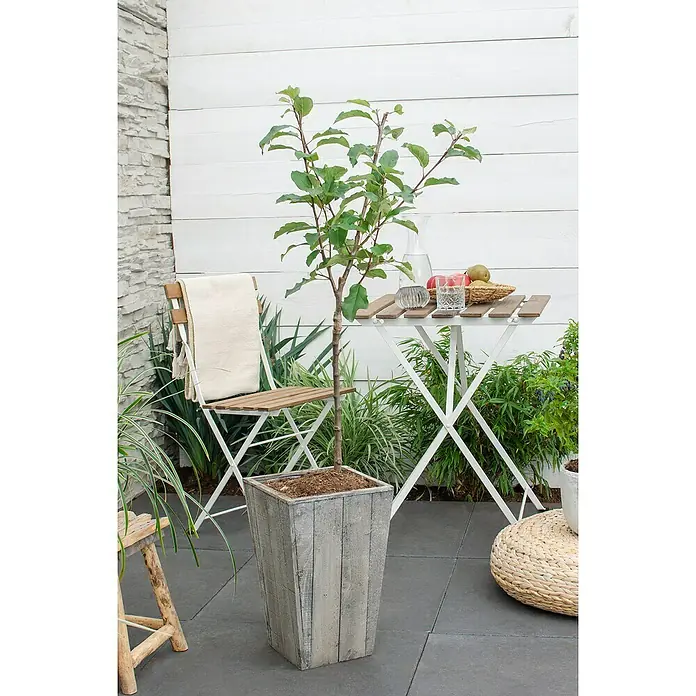 Tasty Green Apfelbaum Bio - Malus domestica 'Gala', Topfgröße: 23 cm - Stimmungsaufnahme