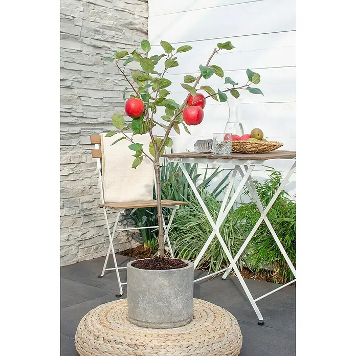 Tasty Green Apfelbaum Bio - Malus domestica 'Roter Boskoop', Topfgröße: 23 cm, Erntezeit: September - Oktober - Stimmungsaufnahme
