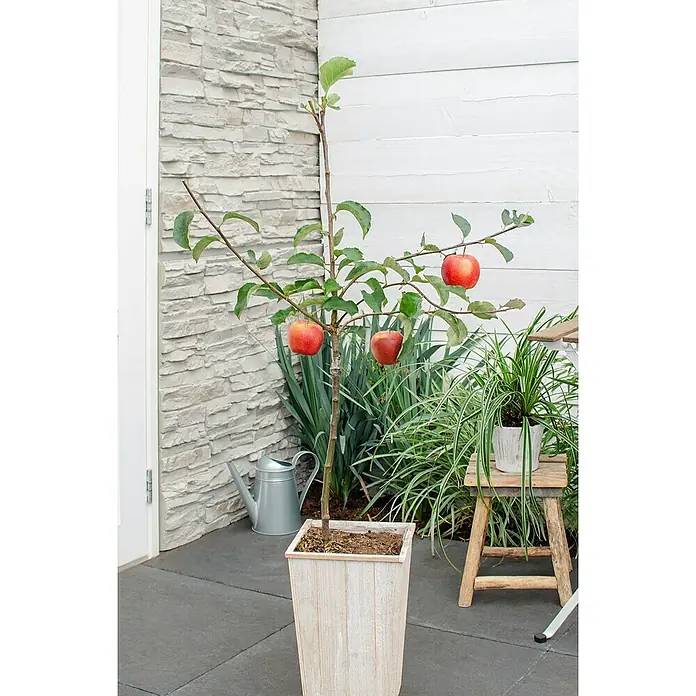 Tasty Green Apfelbaum Bio - Malus domestica 'Jonagold', Topfgröße: 23 cm, Erntezeit: Oktober - Stimmungsaufnahme