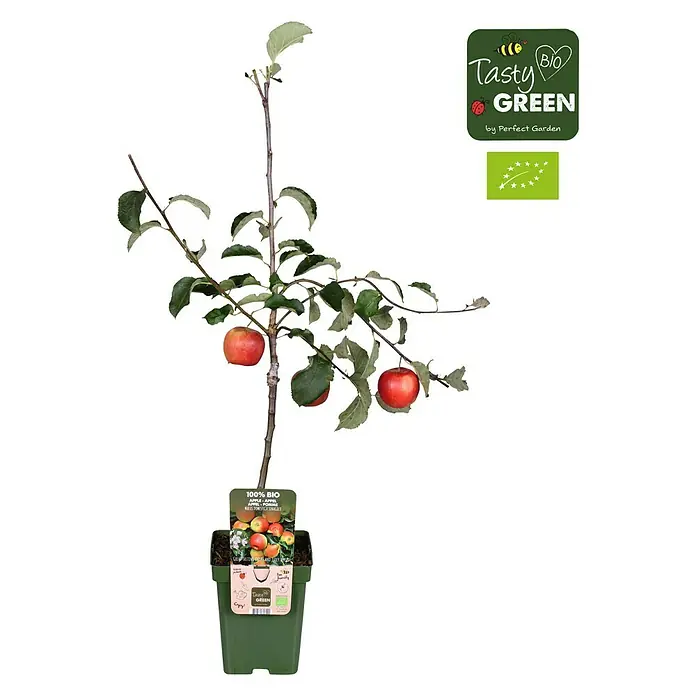 Tasty Green Apfelbaum Bio - Malus domestica 'Jonagold', Topfgröße: 23 cm, Erntezeit: Oktober - Vorderansicht