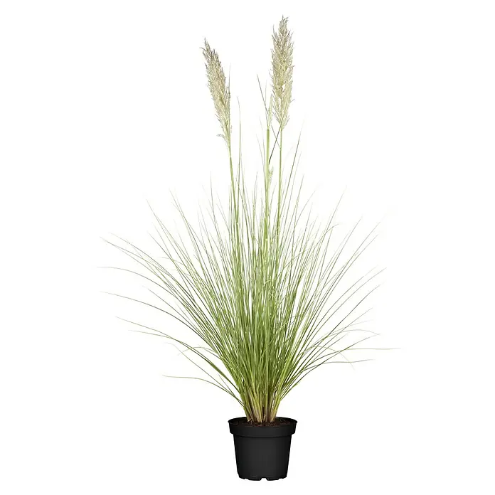 Pampasgras - Cortaderia selloana, Topfgröße: 18 cm - Vorderansicht