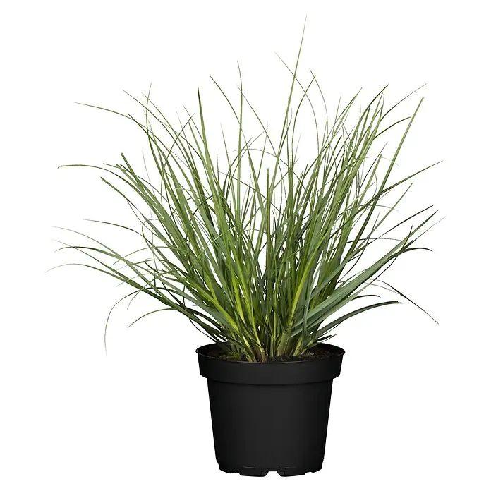 Pampasgras - Cortaderia selloana, Topfgröße: 18 cm - Vorderansicht