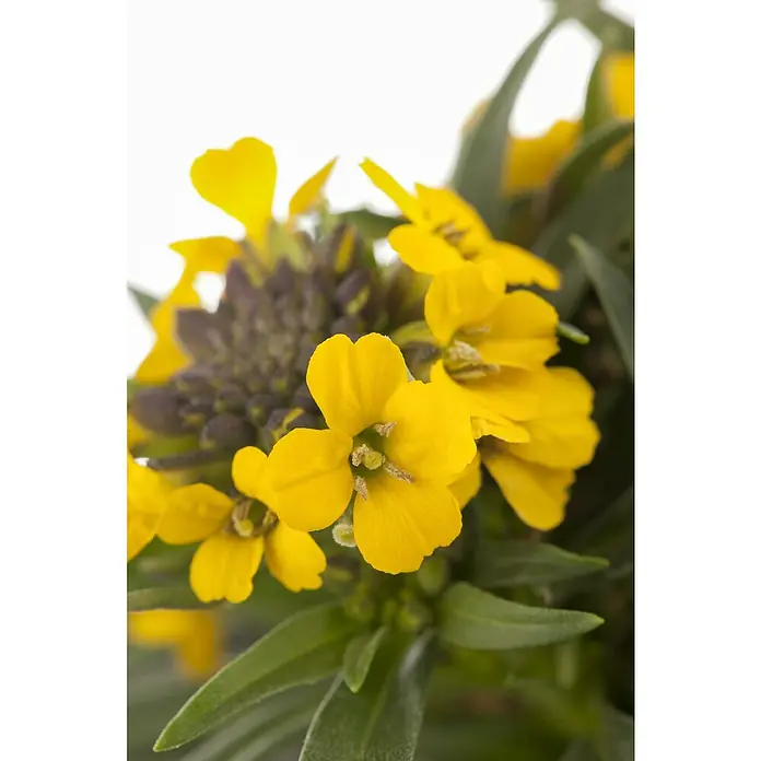 Piardino Goldlack - Erysinum, Gelb, Topfgröße: 13 cm - Detailaufnahme