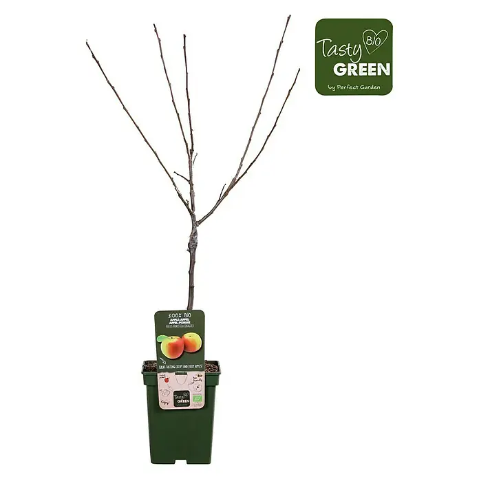 Tasty Green Apfelbaum Bio - Malus domestica 'Jonagold', Topfgröße: 23 cm, Erntezeit: Oktober - Vorderansicht