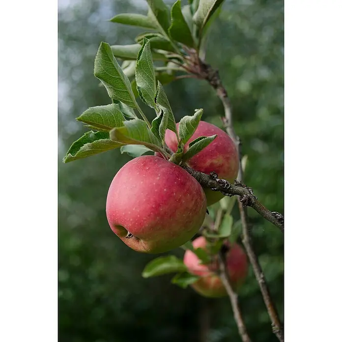 Tasty Green Apfelbaum Bio - Malus domestica 'Jonagold', Topfgröße: 23 cm, Erntezeit: Oktober - Stimmungsaufnahme