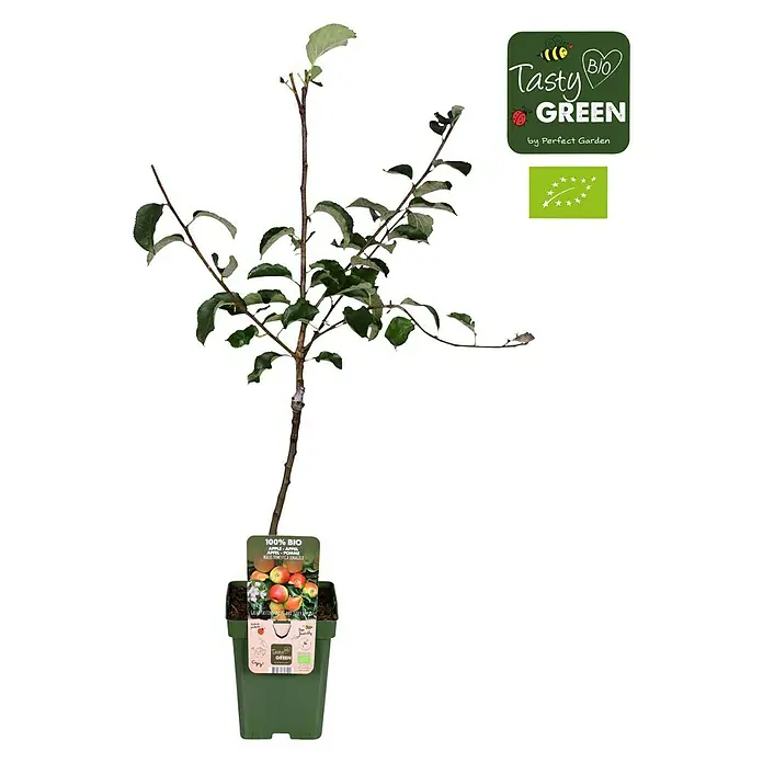 Tasty Green Apfelbaum Bio - Malus domestica 'Jonagold', Topfgröße: 23 cm, Erntezeit: Oktober - Vorderansicht