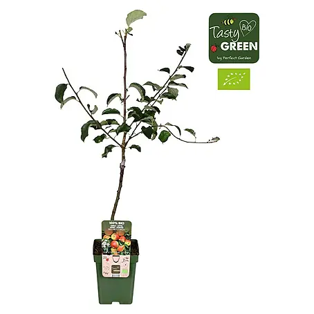 Tasty Green  Apfelbaum Bio
