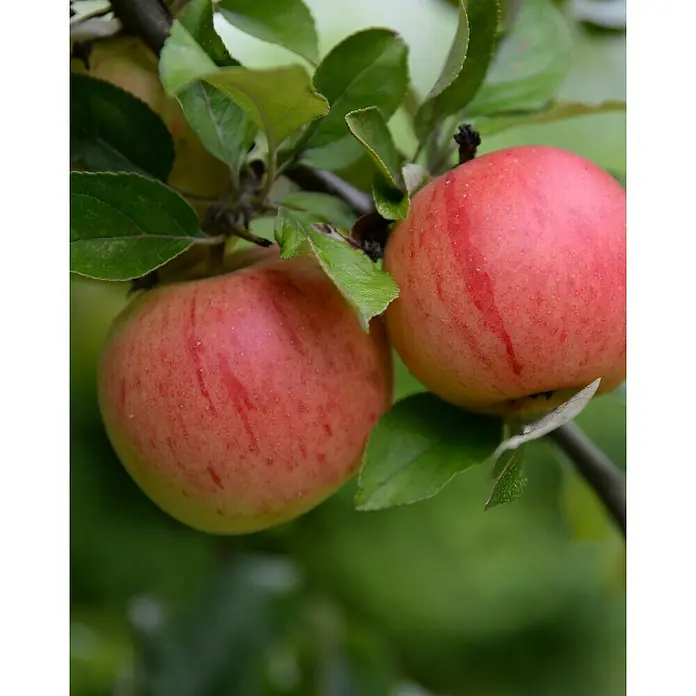 Tasty Green Apfelbaum Bio - Malus domestica 'Roter Boskoop', Topfgröße: 23 cm, Erntezeit: September - Oktober - Stimmungsaufnahme