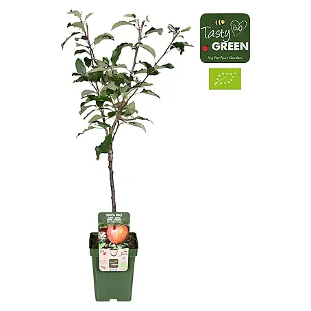 Tasty Green  Apfelbaum Bio