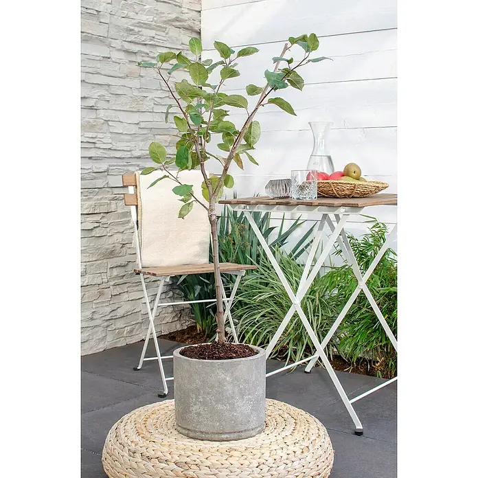Tasty Green Apfelbaum Bio - Malus domestica 'Roter Boskoop', Topfgröße: 23 cm, Erntezeit: September - Oktober - Stimmungsaufnahme