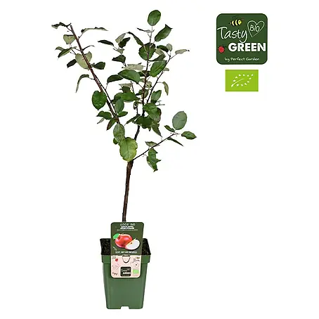 Tasty Green  Apfelbaum Bio