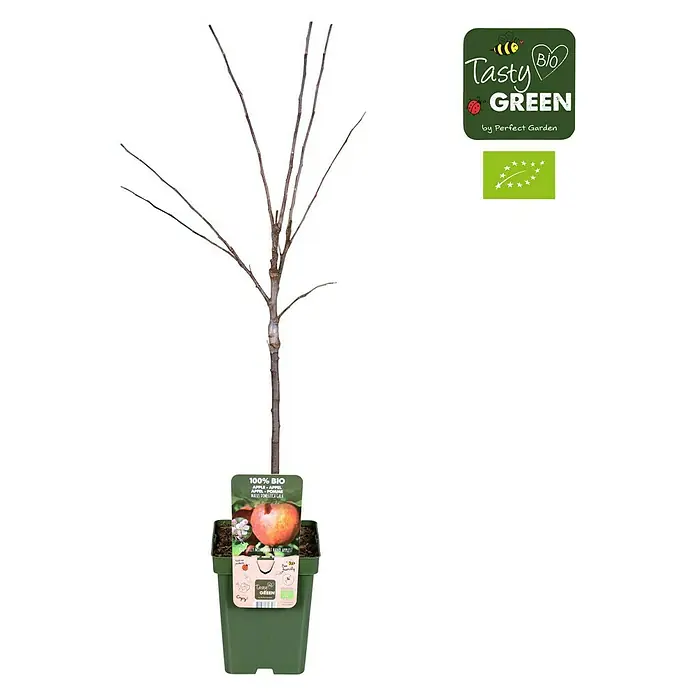Tasty Green Apfelbaum Bio - Malus domestica 'Gala', Topfgröße: 23 cm - Vorderansicht