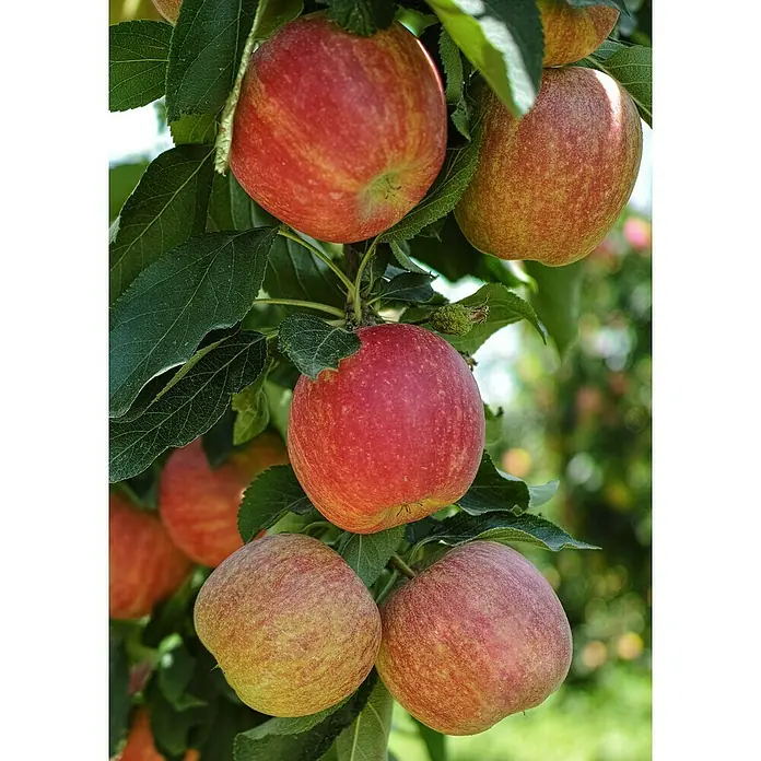 Tasty Green Apfelbaum Bio - Malus domestica 'Gala', Topfgröße: 23 cm - Stimmungsaufnahme