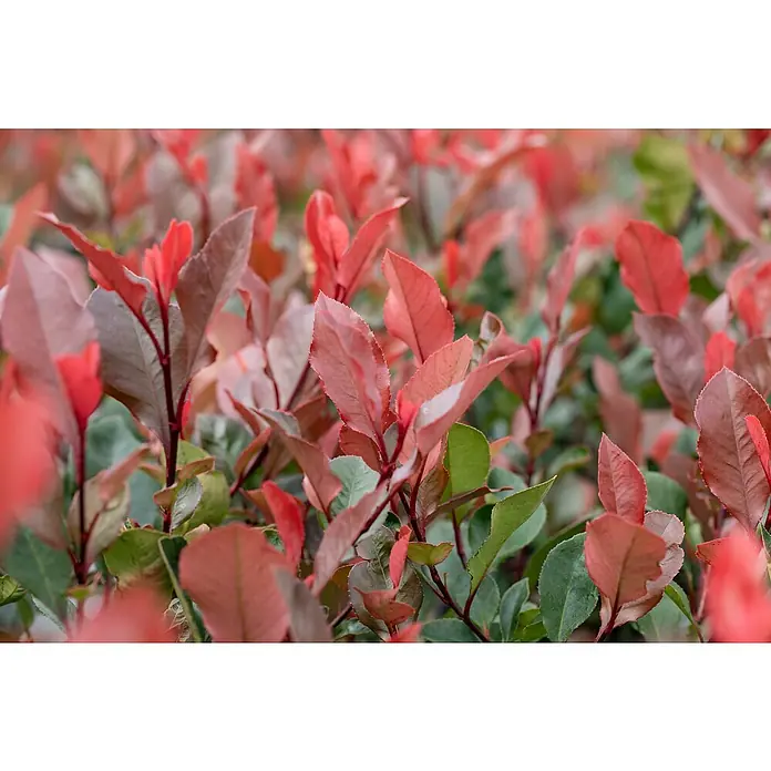 Piardino Glanzmispel - Photinia fraseri Red Robin, Topfgröße: 24 cm - Stimmungsaufnahme