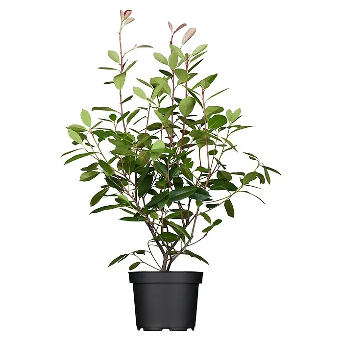 Piardino Glanzmispel - Photinia fraseri Red Robin, Topfgröße: 24 cm - Vorderansicht