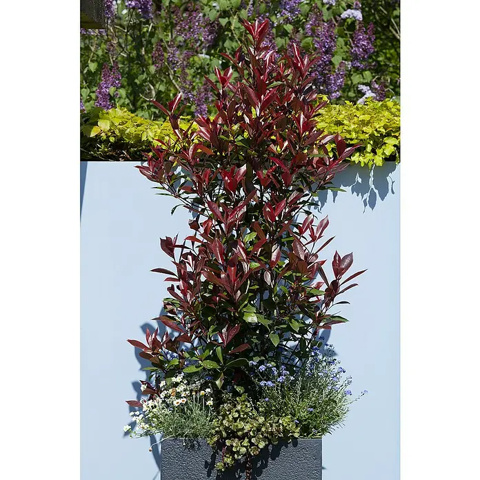 Piardino Glanzmispel - Photinia fraseri Red Robin, Topfgröße: 24 cm - Stimmungsaufnahme