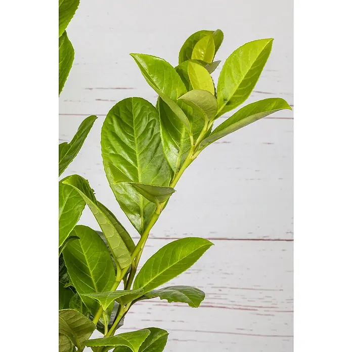 Piardino Kirschlorbeer - Prunus laurocerasus Novita, Topfgröße: 24 cm - Detailaufnahme