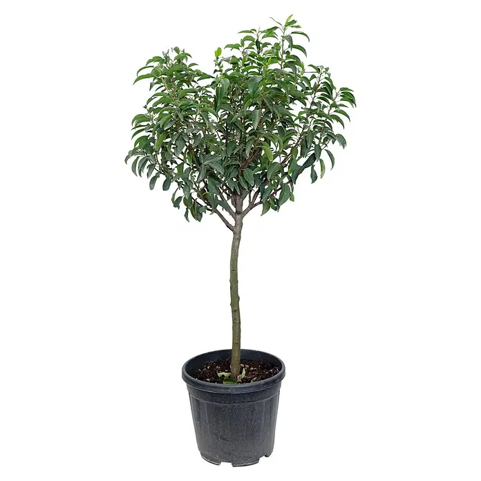 Piardino Portugiesische Lorbeerkirsche - Prunus lusitanica Angustifolia, Niederstamm, Topfgröße: 26 cm - Vorderansicht