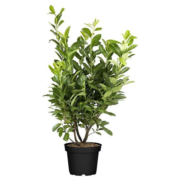 Piardino Kirschlorbeer - Prunus laurocerasus Novita, Topfgröße: 24 cm - Vorderansicht