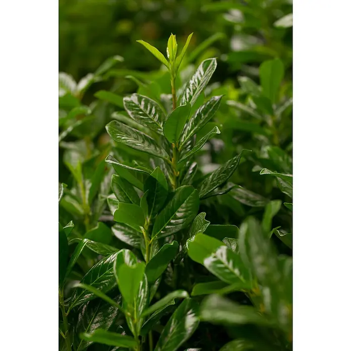 Piardino Kirschlorbeer - Prunus laurocerasus Novita, Topfgröße: 24 cm - Detailaufnahme