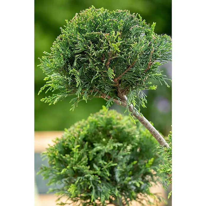 Piardino Leyland-Zypresse Pompon mehrstämmig - Cupressocyparys leylandi Ponpon, 18 l - Detailaufnahme