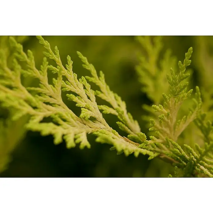 Piardino Blaue Säulenzypresse Spirale - Cupressus arizonica Fastigiata Glauca, Topfgröße: 33 cm - Detailaufnahme