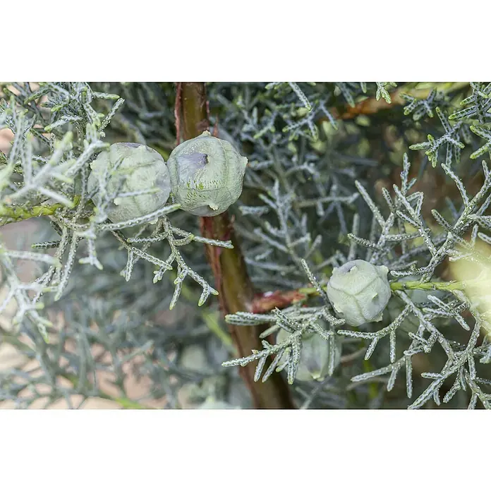 Piardino Blaue Säulenzypresse - Cupressus arizonica Fastigiata Glauca, Topfgröße: 33 cm - Detailaufnahme