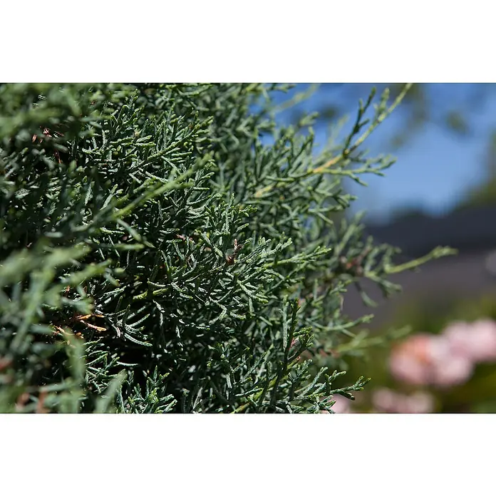 Piardino Blaue Säulenzypresse - Cupressus arizonica Fastigiata Glauca, Topfgröße: 33 cm - Detailaufnahme
