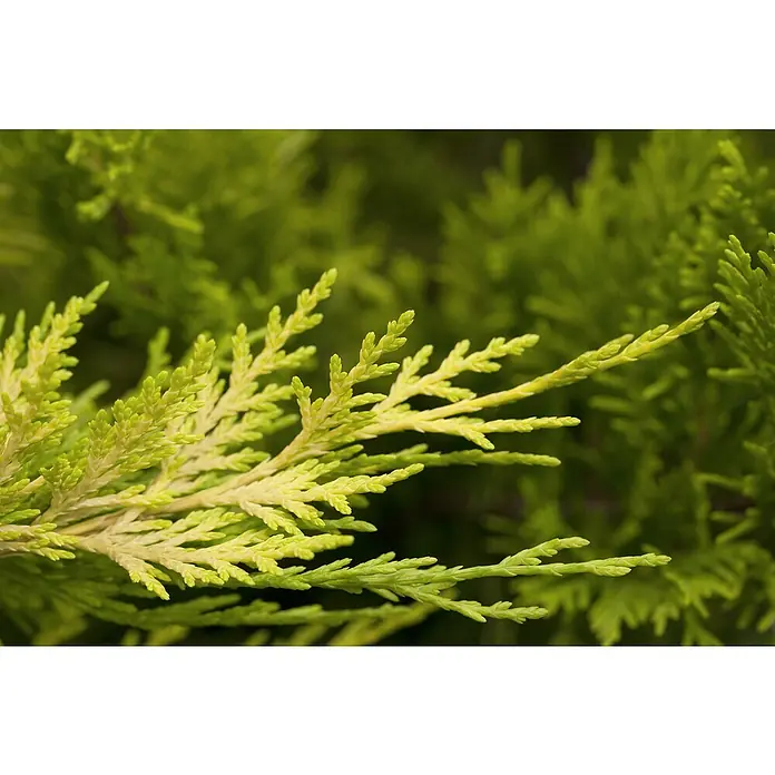 Piardino Blaue Säulenzypresse Spirale - Cupressus arizonica Fastigiata Glauca, Topfgröße: 33 cm - Detailaufnahme