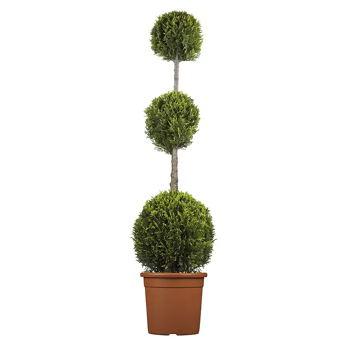 Piardino Leyland-Zypresse Pompon - Cupressocyparys leylandi Castlewellan Gold, 18 l - Vorderansicht