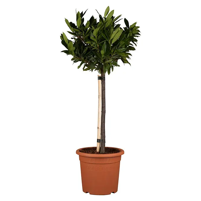 Piardino Kirschlorbeer - Prunus laurocerasus Otto Luyken, Niederstamm, Topfgröße: 26 cm - Vorderansicht