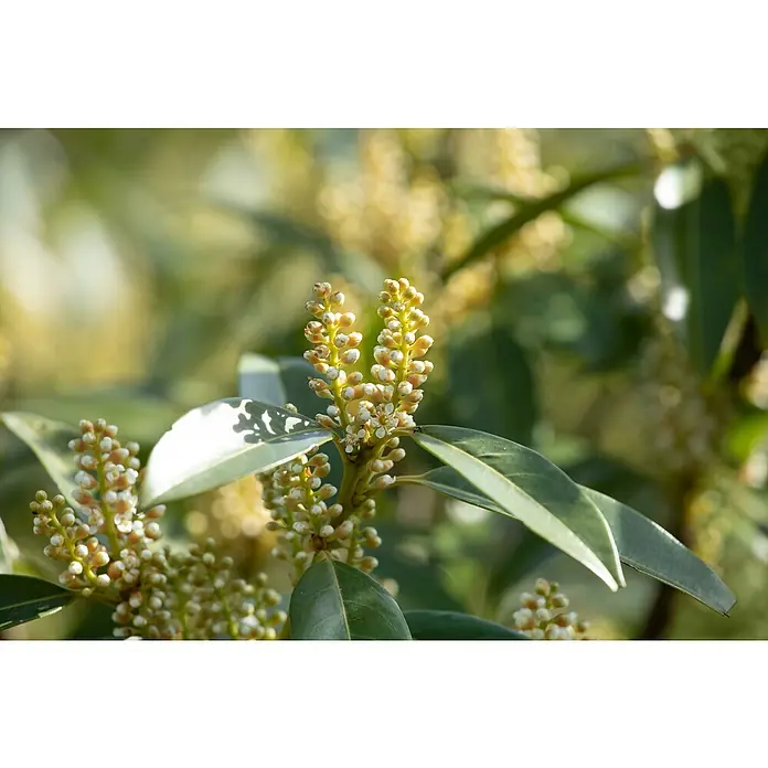 Piardino Kirschlorbeer - Prunus laurocerasus Otto Luyken, Niederstamm, Topfgröße: 26 cm - Detailaufnahme