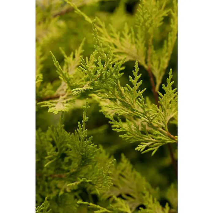 Piardino Blaue Säulenzypresse Spirale - Cupressus arizonica Fastigiata Glauca, Topfgröße: 33 cm - Detailaufnahme