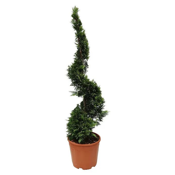 Piardino Blaue Säulenzypresse Spirale - Cupressus arizonica Fastigiata Glauca, Topfgröße: 33 cm - Vorderansicht