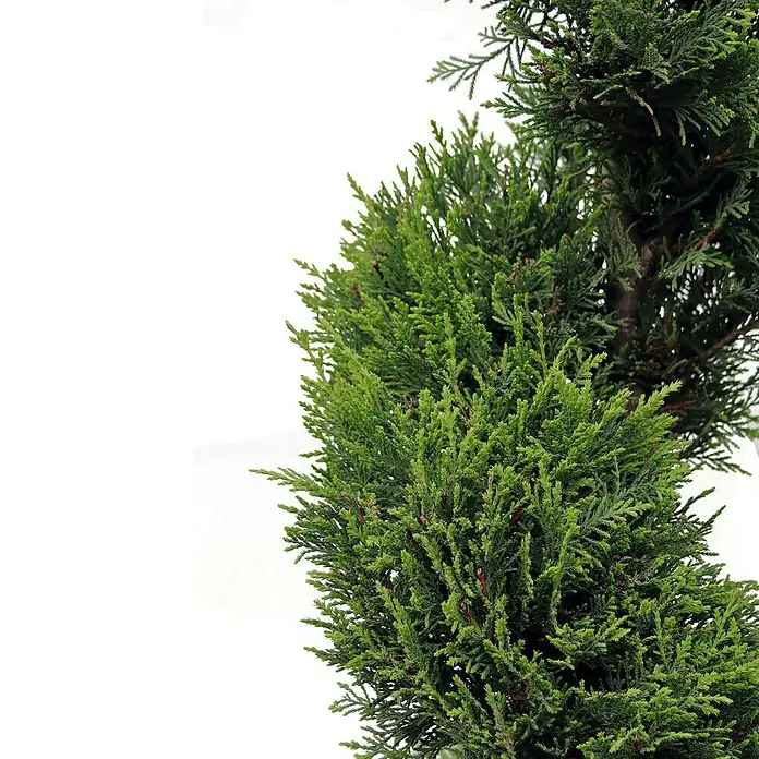 Piardino Leyland-Zypresse Spirale - Cupressocyparys leylandi Castlewellan Gold, Aktuelle Wuchshöhe: 120 cm - 130 cm, 18 l - Detailaufnahme