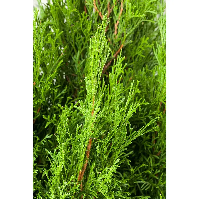 Piardino Lebensbaum Spirale - Thuja occidentalis Smaragd Spirale, Topfgröße: 33 cm, Aktuelle Wuchshöhe: 100 cm - Detailaufnahme