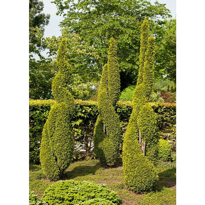 Piardino Lebensbaum Spirale - Thuja occidentalis Smaragd Spirale, Topfgröße: 33 cm, Aktuelle Wuchshöhe: 100 cm - Stimmungsaufnahme