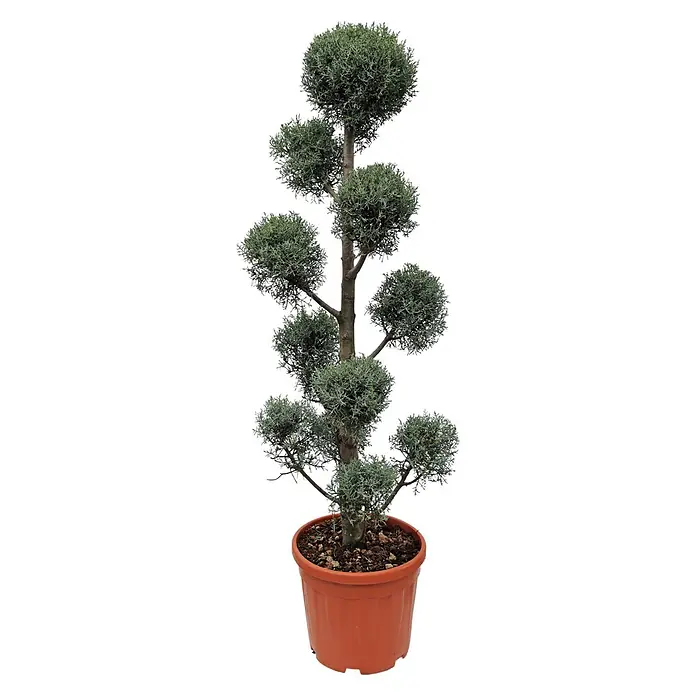 Piardino Blaue Säulenzypresse - Cupressus arizonica Fastigiata Glauca, Topfgröße: 33 cm - Vorderansicht
