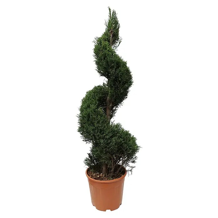 Piardino Leyland-Zypresse Spirale - Cupressocyparys leylandi Spyrale, 18 l - Vorderansicht