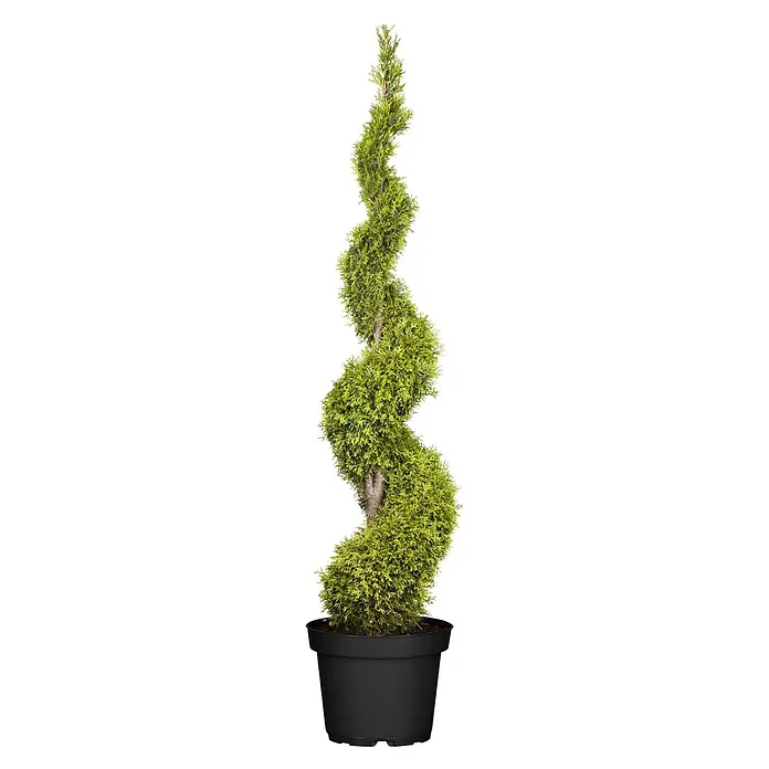 Piardino Lebensbaum Spirale - Thuja occidentalis Smaragd Spirale, Topfgröße: 33 cm, Aktuelle Wuchshöhe: 100 cm - Vorderansicht